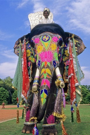 elephant
